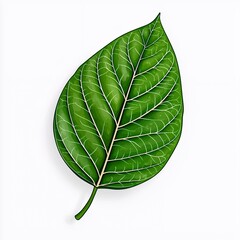 Obraz premium Vibrant Green Leaf with Detailed Veins on White Background Isolated