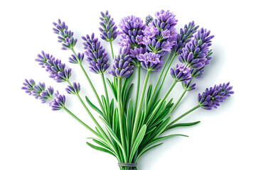 Obraz premium Freshly cut lavender bouquet displayed against a clean white background for various uses.