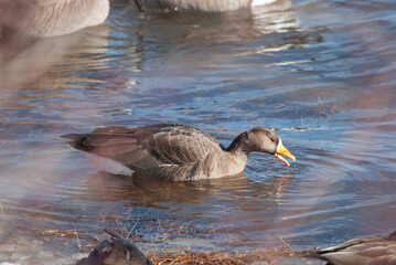 Greater White Fronted Goose forages with Canada Geese
