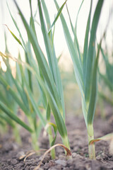 Obraz premium Family in the vegetable garden working together