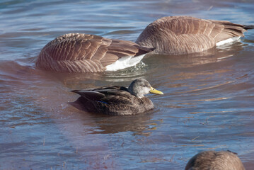 American Black duck swims among Canada Geese