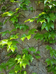It's a spring morning glory vine.