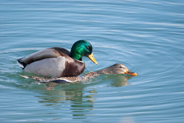 Mallard drake and hen copulating in the water