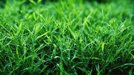 Fototapeta premium Lush New Bermuda Grass Closeup in a Sunlit Park During Spring and Summer