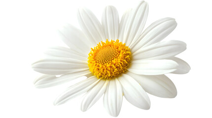 Beautiful Marguerite Daisy Flower Isolated on Transparent Background for Spring Designs