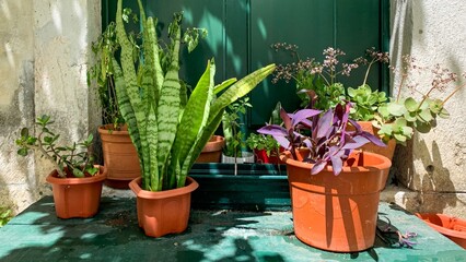Lush potted oasis thrives under dappled sunlight, embodying Earth Day's verdant spirit and World...