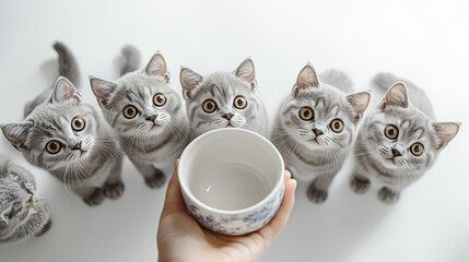 gray cats that are looking at a white bowl