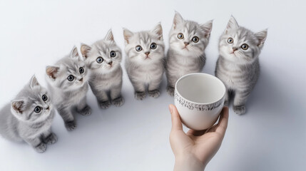 gray cats that are looking at a white bowl