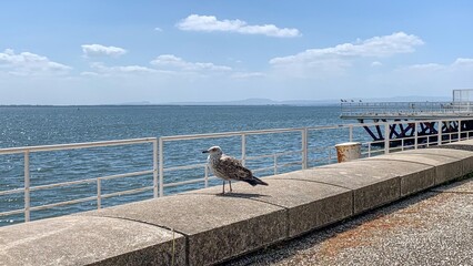 Seagull perches on sunlit promenade, daydreaming of maritime folklore and solstice celebrations,...