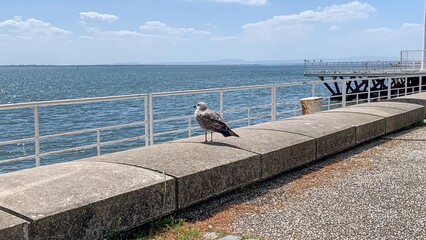 Seagull sentinel gazes over endless azure, a guardian of maritime memories, evoking Seafarers' Day...