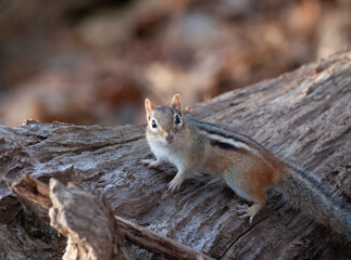 Chipmunk pauses on a log