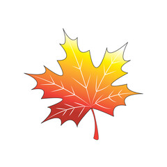 Fototapeta premium Outline and silhouette of a red and yellow maple leaf, isolated on a transparent background. Original red maple leaf from the Canadian flag. Vector illustration
