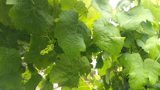 Raindrops on big beautiful green leaves of grape plants. Grape vine with green bright leaves after rain