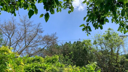 Verdant canopy embraces azure sky, evoking Arbor Day's whisper, hidden secrets of phantom forests,...