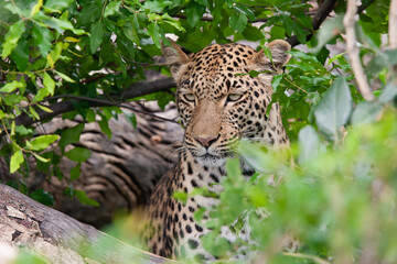 Leopard et son petit