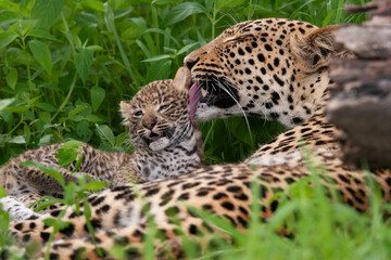Leopard et son petit