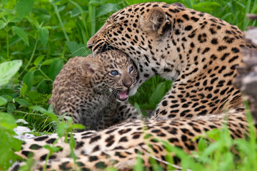 Leopard et son petit