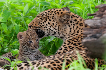 Leopard et son petit