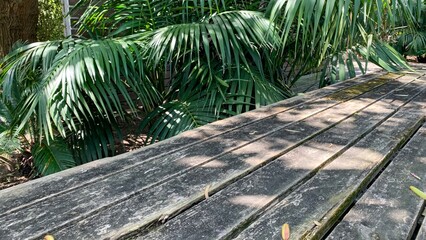 Aged wooden planks bask beneath whispering palm fronds, echoing tropical seclusion and...