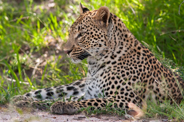 Leopard et son petit