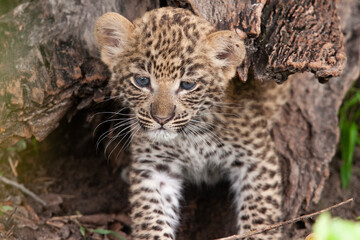 Leopard et son petit