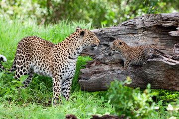 Leopard et son petit