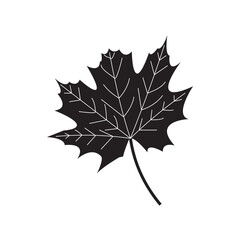 Fototapeta premium Outline and silhouette of a black maple leaf, isolated on a transparent background. Original red maple leaf from the Canadian flag. Vector illustration