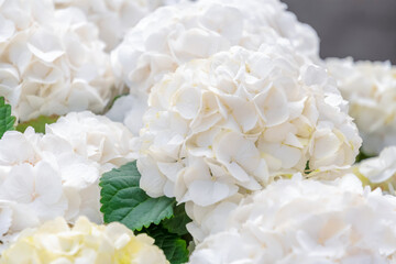 White hydrangea flowers with soft petals bloom profusely creating a floral natural background, emphasizing the serene natural beauty and elegance of the spring garden,