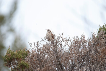 Carolina Wren singing from a bushtop