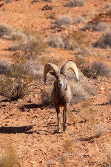 Desert Bighorn Sheep Ram in the Valley of Fire state Park in the Nevada Desert in Winter
