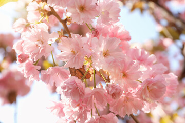 Beautiful blossoming sakura tree with pink flowers against sky, closeup