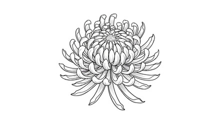 Detailed Line Art of a Chrysanthemum Blossom