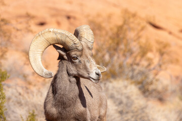 Desert Bighorn Sheep Ram in the Valley of Fire state Park in the Nevada Desert in Winter