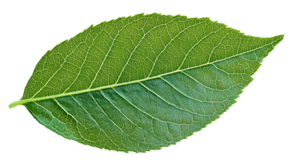 Vibrant Green Leaf on Transparent or White Background for Creative Design Projects