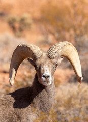 Desert Bighorn Sheep Ram in the Valley of Fire state Park in the Nevada Desert in Winter