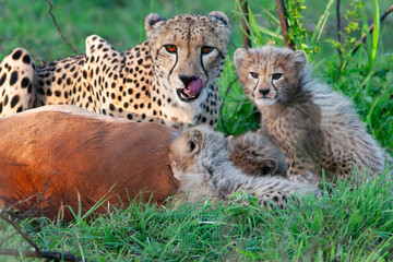 Guépard et ses petits