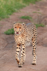 Guépard et ses petits