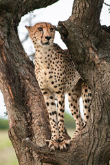 Guépard et ses petits