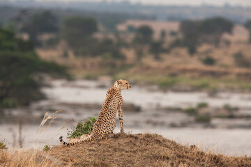 Guépard et ses petits