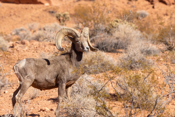 Desert Bighorn Sheep Ram in the Valley of Fire state Park in the Nevada Desert in Winter