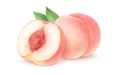 桃のイラスト 水彩 白桃