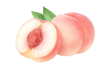 桃のイラスト 水彩 白桃