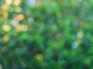 Obraz premium Green Bokeh Nature Background