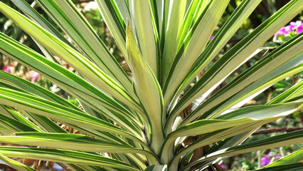 Garden plant with long bright green leaves