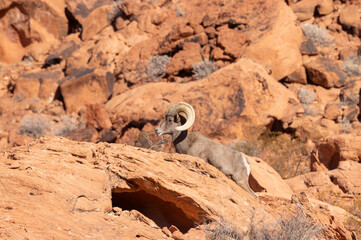 Desert Bighorn Sheep Ram in the Valley of Fire state Park in the Nevada Desert in Winter