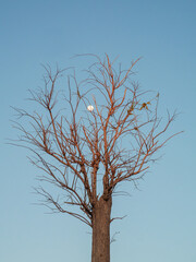 Obraz premium Moon Caught in Bare Branches