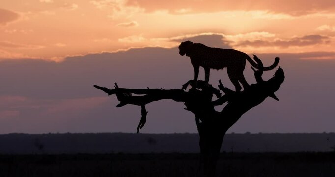 Extreme wide shot of a collard cheetah (Acinonyx jubatus) looking through the savannah while on top of a dead tree at sunset in Kenya.