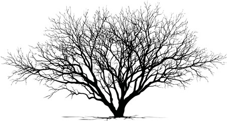 Fototapeta premium Bare tree silhouette with intricate branches against a. Vector illustration
