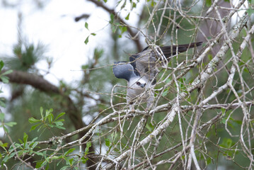Mississippi Kite perched in a Tree