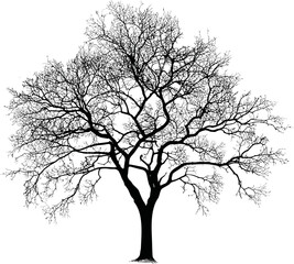 Obraz premium Silhouette of a bare tree with intricate branches. Vector illustration